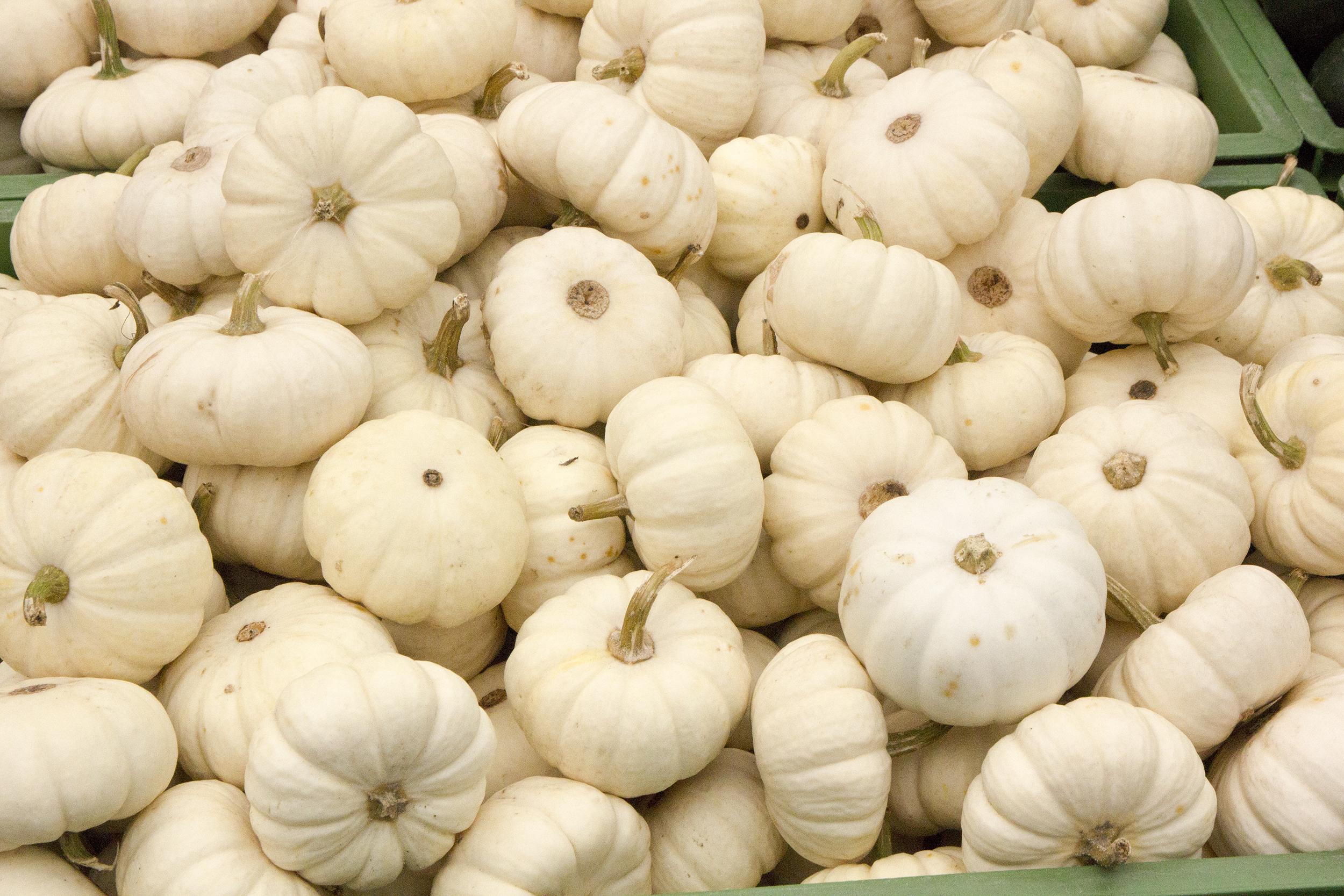 Baby Boo Mikrowellenkürbis (zum Füllen) 0,2kg