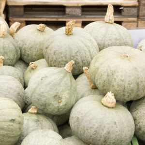 Blue Kuri (blauer Hokkaido) 1,2kg