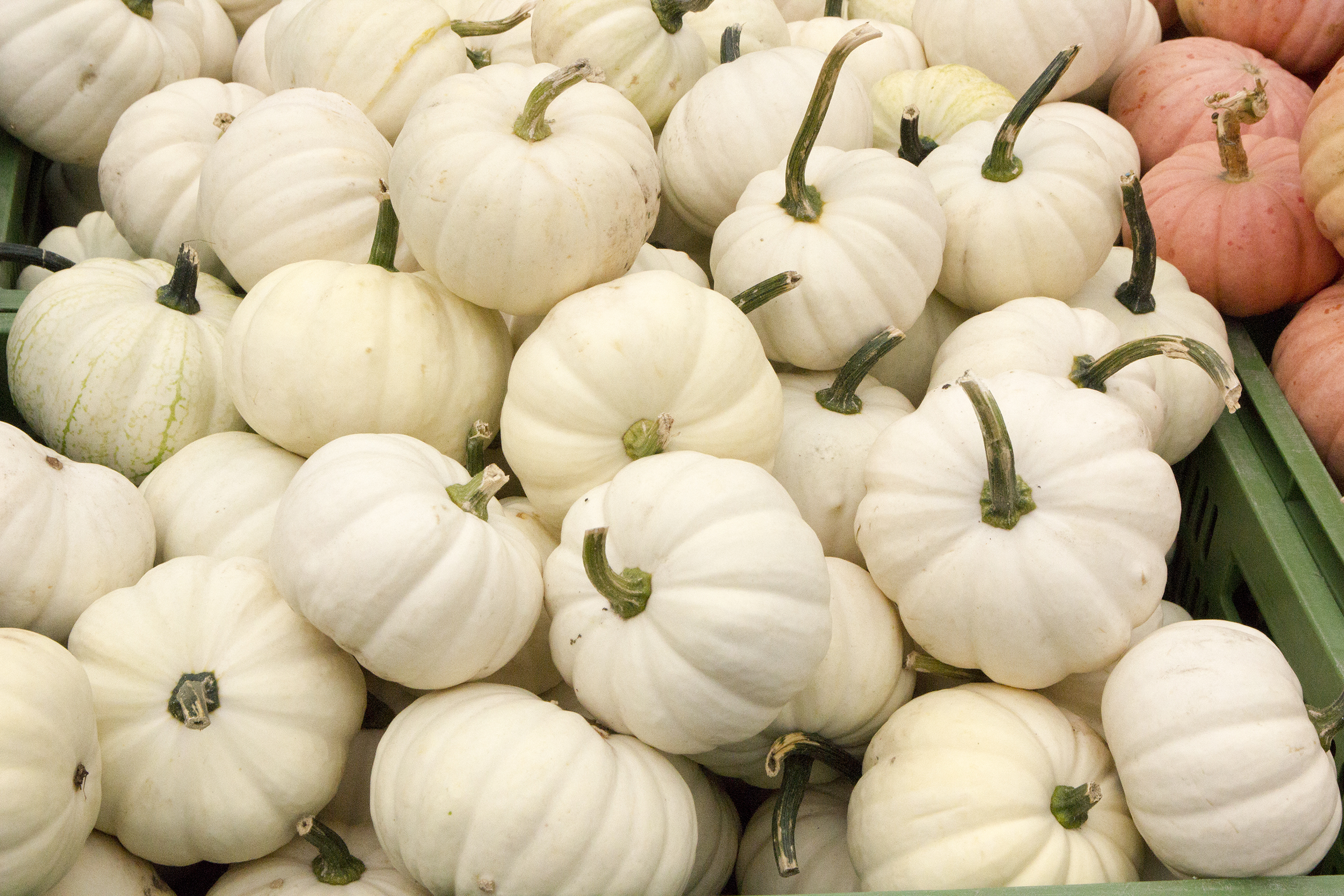 „Casperita“ Mikrowellenkürbis 0,45kg