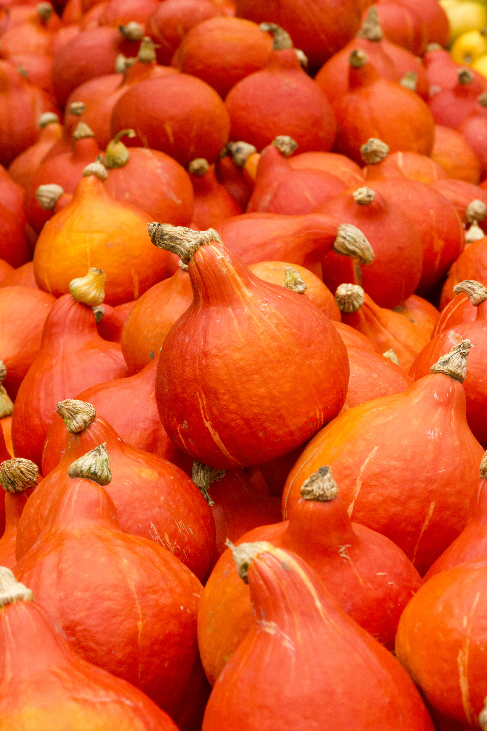 Hokkaidokürbis 1kg