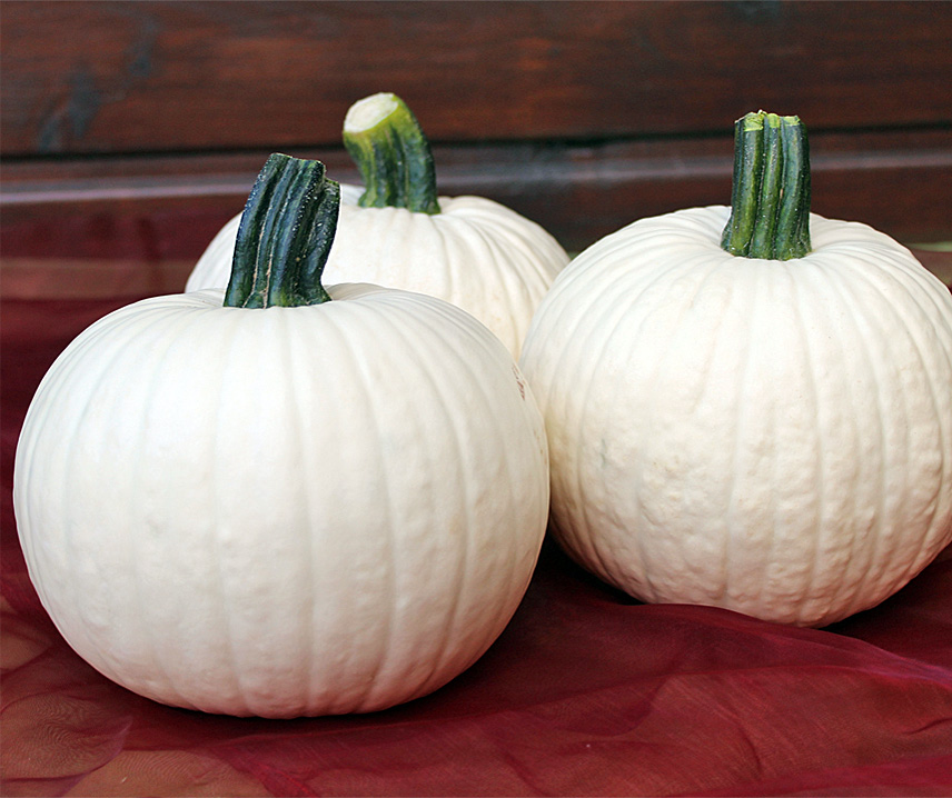 Halloween Kürbis weiß klein, 0,7kg (Zierkürbis zum Malen und Schnitzen)