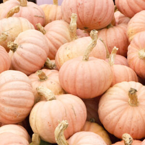 "Miss Sophie Pink" 0,6kg