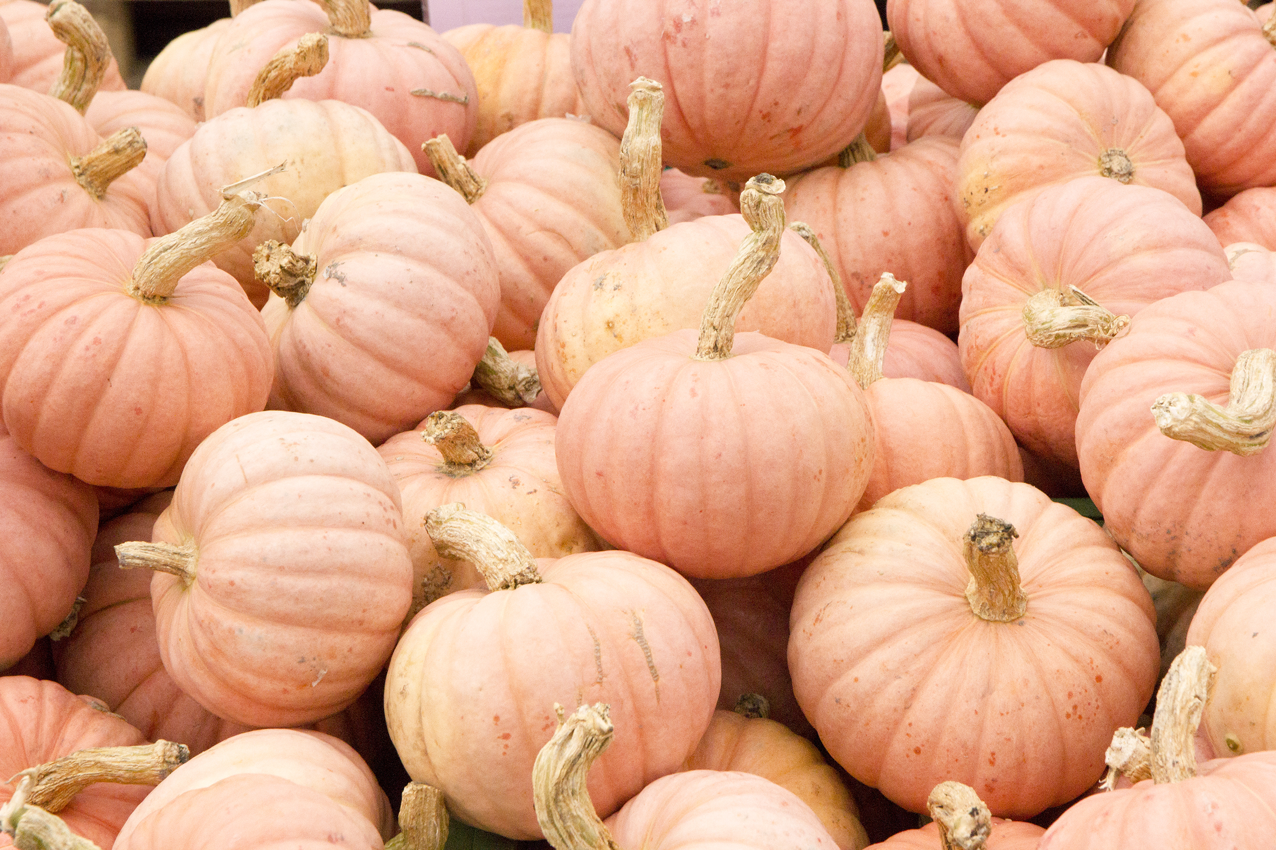 "Miss Sophie Pink" 0,6kg