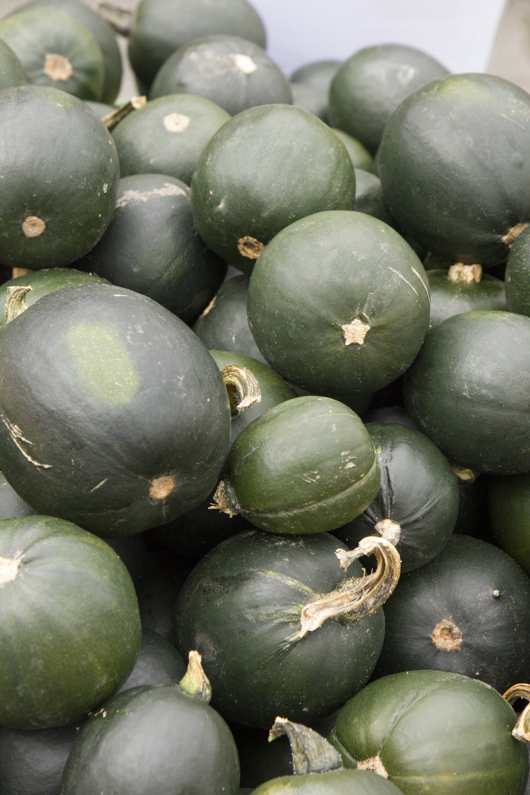 Rondini-/Mikrowellenkürbis (zum Füllen) 0,25kg