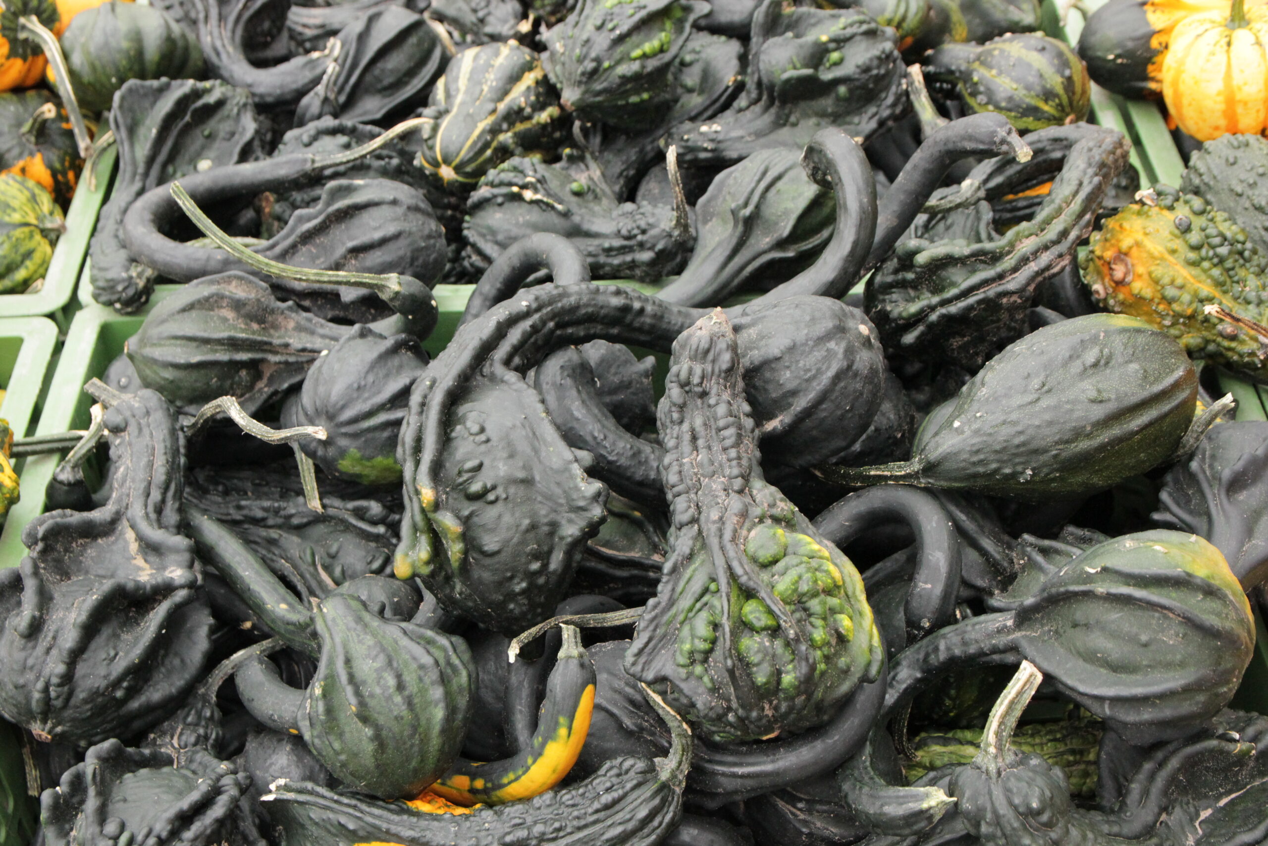 Zierkürbisse Kleiner Flaschenhalskürbis 1kg – Bild 2